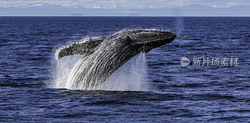 破壳座头鲸(Megaptera novaeangliae)是须鲸的一种。它是一种rorqual (Balaenopteridae家族的成员)，是大翅目属的唯一物种。弗雷德里克海湾，阿拉斯加。